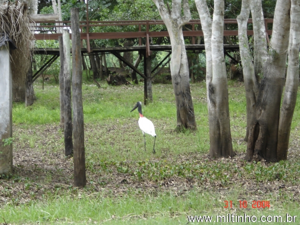 Foto - Lontra (12).jpg